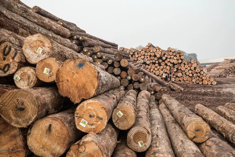 China's total trade in timber and wood products fell by 12 in 2019